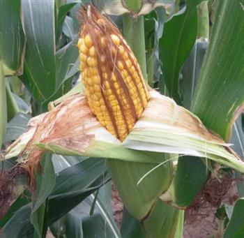 秋季玉米要提前抗災，來年才會有豐收！