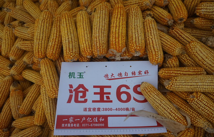 滄玉6S——玉米種子