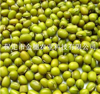 綠豆種子