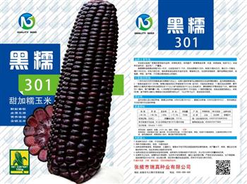黑糯301水果玉米種子