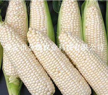 京科糯——水果玉米種子