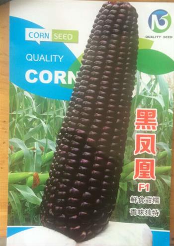 黑鳳凰F1——水果玉米種子