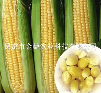 高產玉米種子
